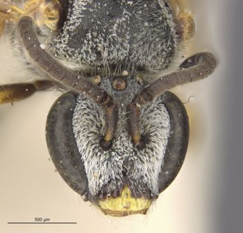 Media type: image;   Entomology 27432 Aspect: head frontal view